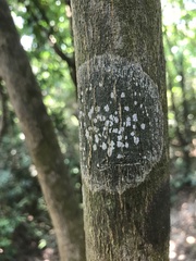 Sarcographa subtricosa