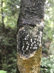 Sarcographa labyrinthica