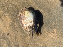 Barbatia