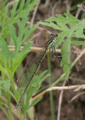 Pseudocopera rubripes