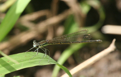 Pseudocopera rubripes