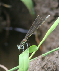 Pseudocopera rubripes