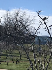 Psephotus haematonotus