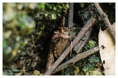 Lisarda rhypara