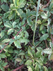Rubus trivialis