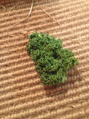 Brassica oleracea acephala