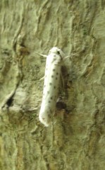 Yponomeuta multipunctella