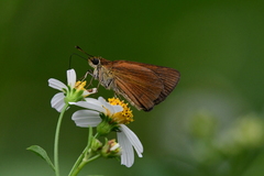 Euphyes dukesi calhouni