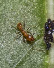 Pheidole tysoni