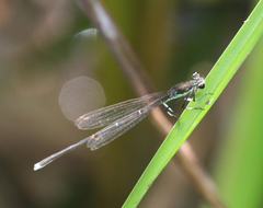 Pseudocopera rubripes