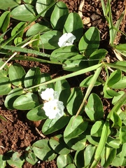 Evolvulus prostratus