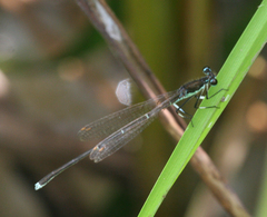 Pseudocopera rubripes