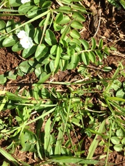 Evolvulus prostratus