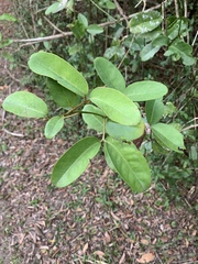 Allocassine laurifolia