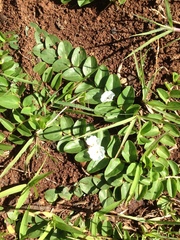 Evolvulus prostratus