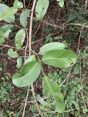 Allocassine laurifolia