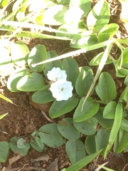 Evolvulus prostratus