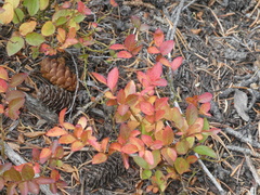 Vaccinium myrtillus