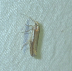Ypsolopha parenthesella