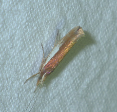 Ypsolopha parenthesella