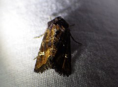 Lacinipolia stricta