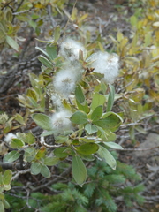 Salix monticola