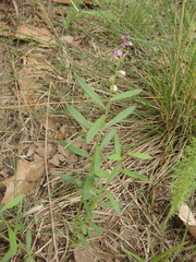 Polygala polygama