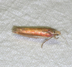 Ypsolopha parenthesella