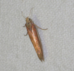 Ypsolopha parenthesella