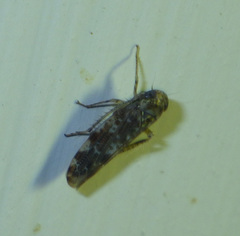 Athysanini