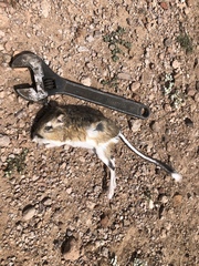 Dipodomys spectabilis