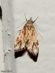 Eido trimaculella