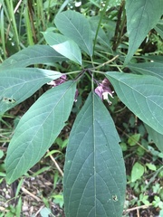 Clerodendrum fortunatum