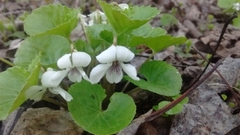 Viola epipsiloides