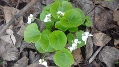 Viola epipsiloides
