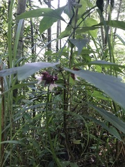 Clerodendrum fortunatum
