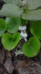 Viola epipsiloides