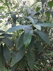 Clerodendrum fortunatum