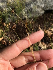 Aristida dichotoma