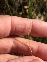 Aristida dichotoma