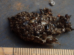 Gymnorhina tibicen