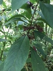Clerodendrum fortunatum