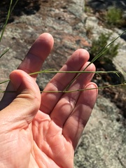 Aristida dichotoma