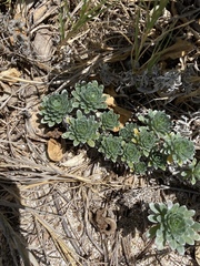 Heliotropium anomalum