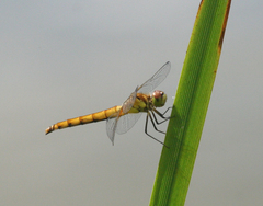 Sympetrum cordulegaster