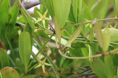 Vincetoxicum carnosum