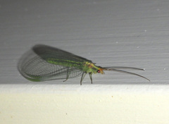 Nineta pallida