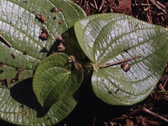 Dioscorea minima