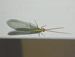 Nineta pallida