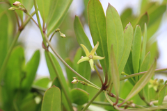 Vincetoxicum carnosum